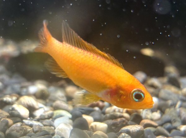 画像2: アピストグラマ アガシジィ ファイヤーレッド メスのみ EUブリード (2)