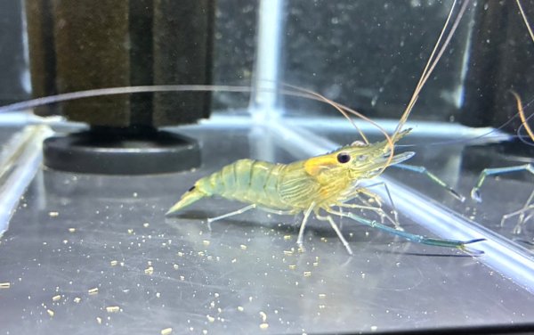 画像1: オニテナガエビ 1ペア(10cm±)国産ブリード (1)