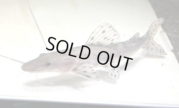 画像1: ジャウーピンタード(20cm±) (1)