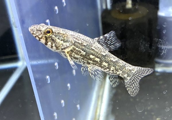 画像1: ホプリアス(7cm±)WILDペルー (1)