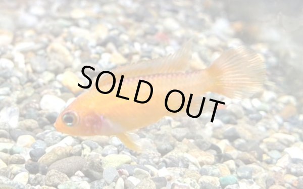 画像3: アピストグラマ アガシジィ ファイヤーレッド 1ペア EUブリード (3)