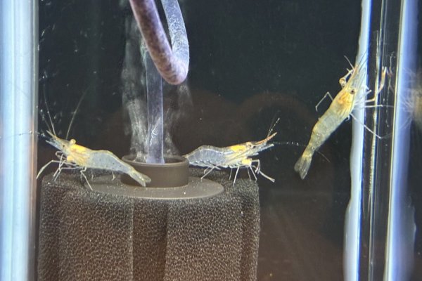 画像1: オニテナガエビ(5cm±)国産ブリード (1)