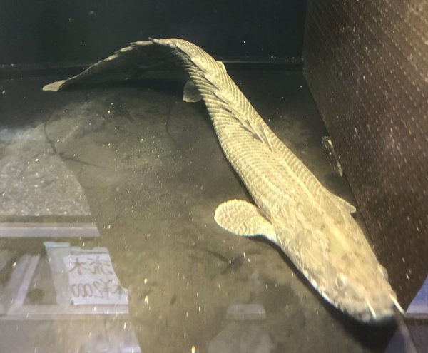 画像1: ポリプテルス ビキールラプラディ(40cm±)WILDニジェールリバー (1)