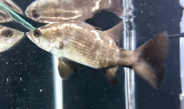 画像2: バラマンディ(12cm±)WILD (2)