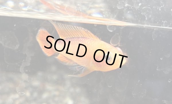 画像2: アピストグラマ アガシジィ ファイヤーレッド 1ペア EUブリード (2)