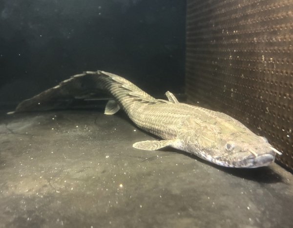 画像2: ポリプテルス ビキールラプラディ(40cm±)WILDニジェールリバー (2)