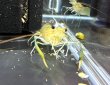 画像1: オニテナガエビ 1ペア(10cm±)国産ブリード (1)