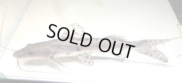 画像2: ジャウーピンタード(20cm±) (2)