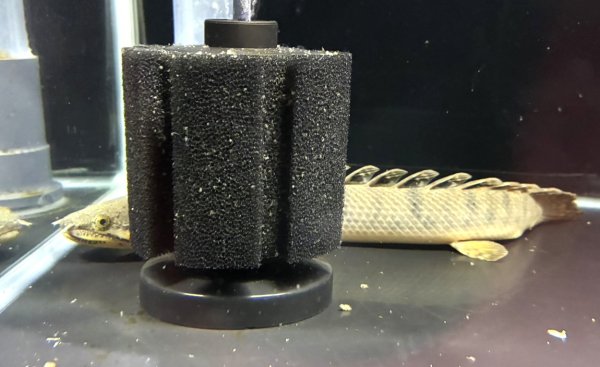 画像1: ポリプテルス ウィークシー(14cm±)WILDコンゴ (1)