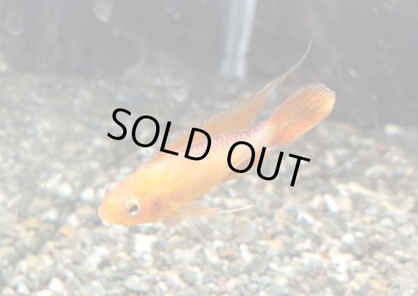 画像1: アピストグラマ アガシジィ ファイヤーレッド 1ペア EUブリード (1)