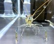 画像2: オニテナガエビ 1ペア(10cm±)国産ブリード (2)