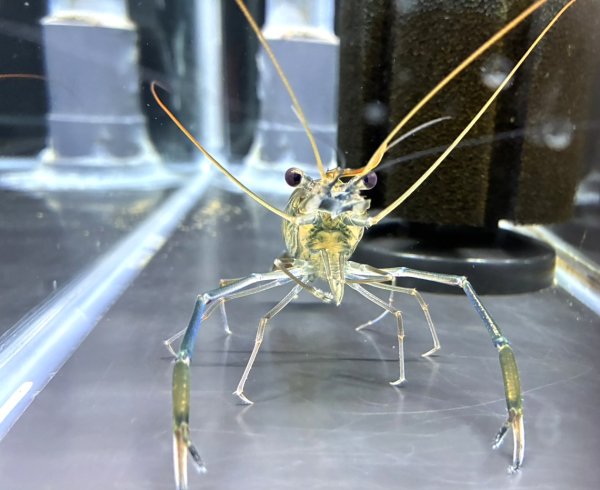 画像2: オニテナガエビ 1ペア(10cm±)国産ブリード (2)