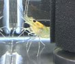 画像2: オニテナガエビ 1ペア(10cm±)国産ブリード (2)