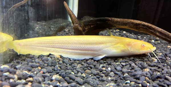 画像1: アルビノ南方大口ナマズ(15cm±) (1)