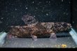 画像3: リアルタライロン アイマラ(12cm±)WILD (3)