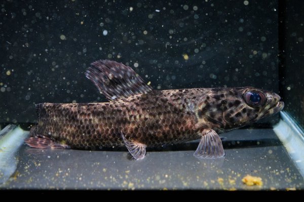 画像3: リアルタライロン アイマラ(12cm±)WILD (3)