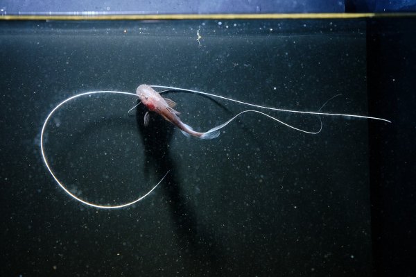 画像3: ピライーバ(5cm±)WILD (3)