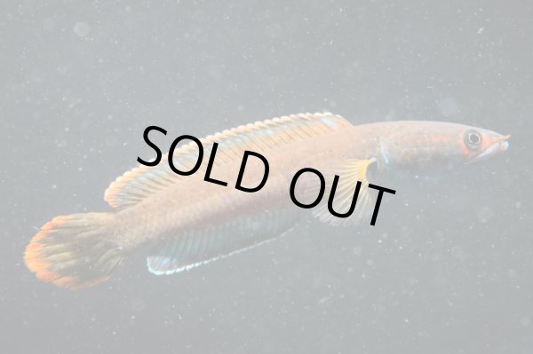 画像2: アイズファイヤー スネークヘッド(10cm±)上物 WILD (2)