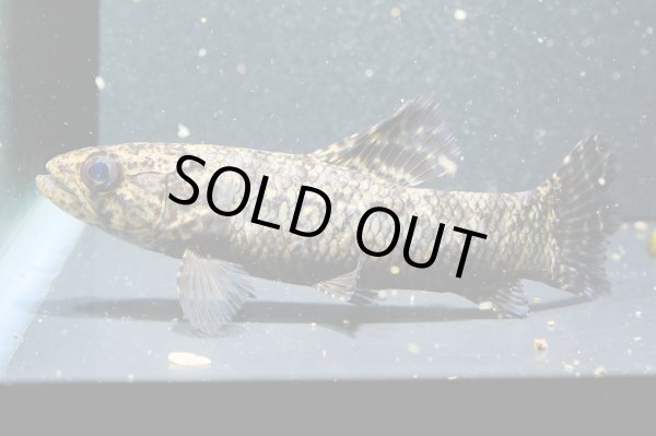 画像2: ブラックタライロン(9cm±)WILD (2)