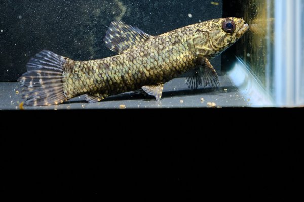 画像4: ブラックタライロン(9cm±)WILD (4)