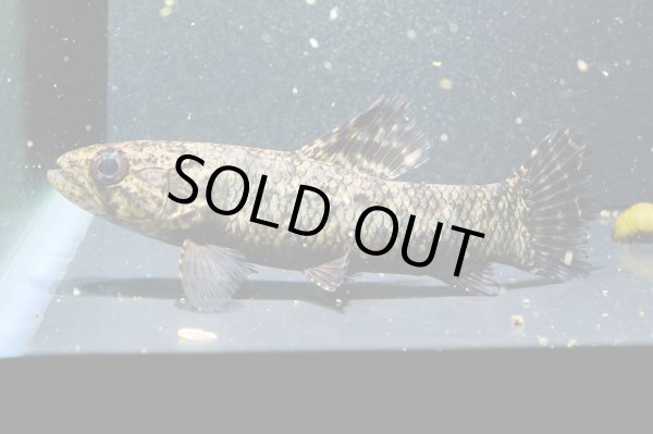 画像1: ブラックタライロン(9cm±)WILD (1)