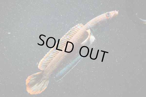 画像3: アイズファイヤー スネークヘッド(10cm±)上物 WILD (3)