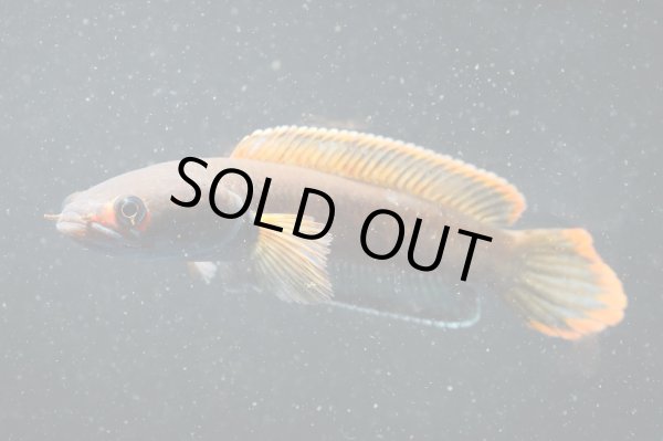 画像1: アイズファイヤー スネークヘッド(10cm±)上物 WILD (1)