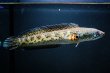 画像4: バイオレットスネークヘッド(15cm±) WILD (4)