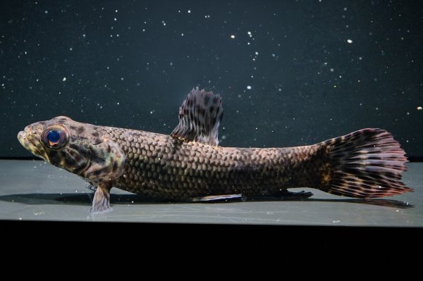 画像1: リアルタライロン アイマラ(12cm±)WILD (1)