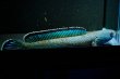 画像3: チャンナアリストネイ(15cm±)上物 WILD (3)