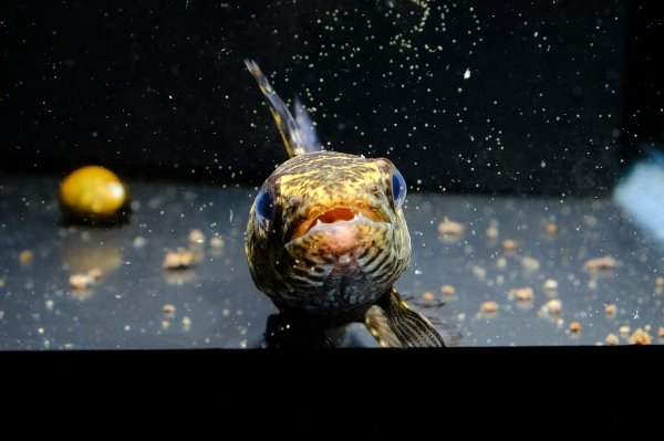 画像5: ブラックタライロン(9cm±)WILD (5)