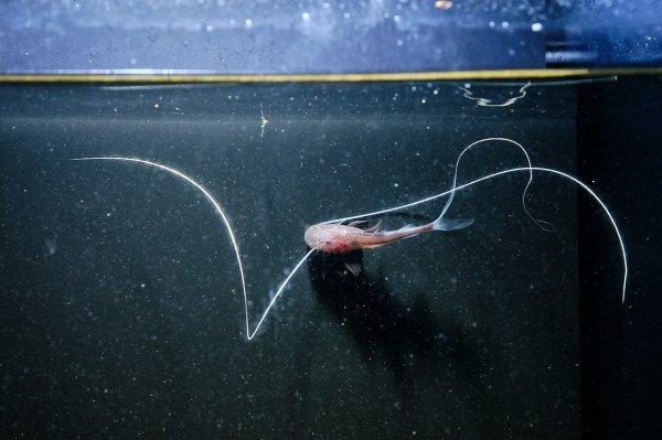 画像1: ピライーバ(5cm±)WILD (1)