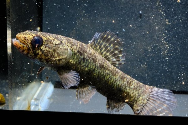 画像2: ブラックタライロン(9cm±)WILD (2)