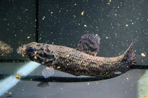 画像3: リアルタライロン アイマラ(12cm±)WILD (3)