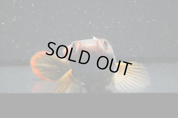 画像4: アイズファイヤー スネークヘッド(10cm±)上物 WILD (4)