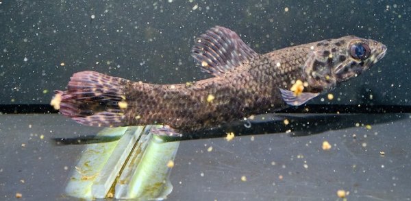 画像5: リアルタライロン アイマラ(12cm±)WILD (5)