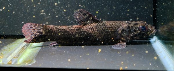 画像4: リアルタライロン アイマラ(12cm±)WILD (4)