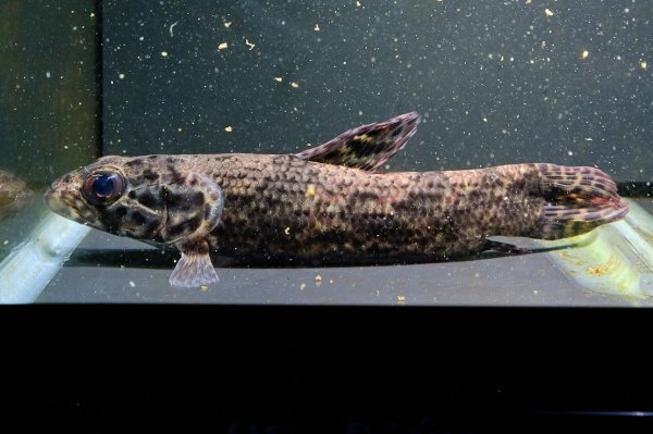 画像1: リアルタライロン アイマラ(12cm±)WILD (1)