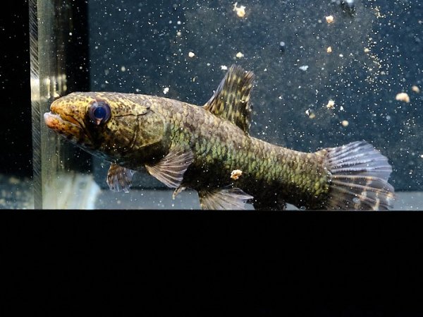 画像1: ブラックタライロン(9cm±)WILD (1)