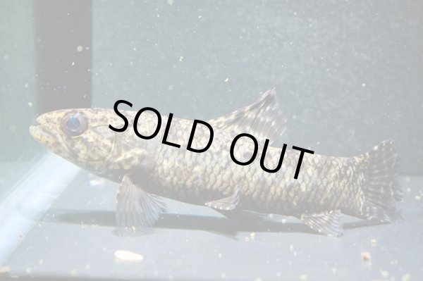 画像3: ブラックタライロン(9cm±)WILD (3)