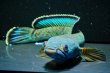 画像1: チャンナアリストネイ(15cm±)上物 WILD (1)