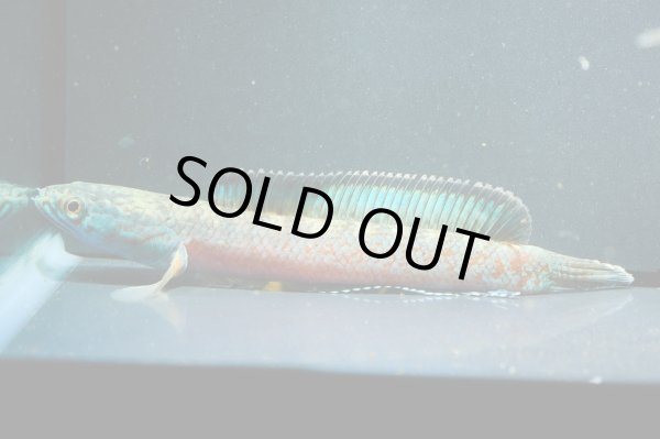 画像1: チャンナアリストネイ(10cm±)WILD[5] (1)