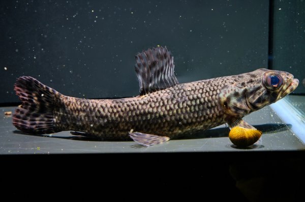 画像3: リアルタライロン アイマラ(12cm±)WILD (3)