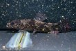 画像4: リアルタライロン アイマラ(12cm±)WILD (4)