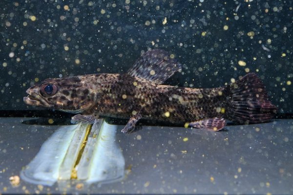 画像4: リアルタライロン アイマラ(12cm±)WILD (4)