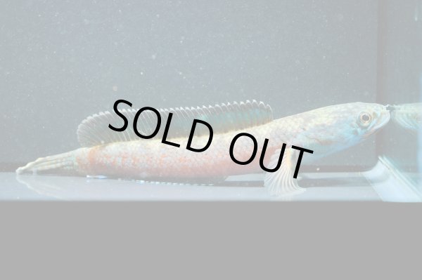 画像2: チャンナアリストネイ(10cm±)WILD[5] (2)