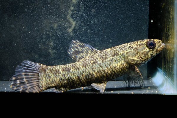 画像3: ブラックタライロン(9cm±)WILD (3)