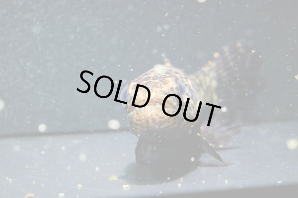 画像4: ブラックタライロン(9cm±)WILD (4)