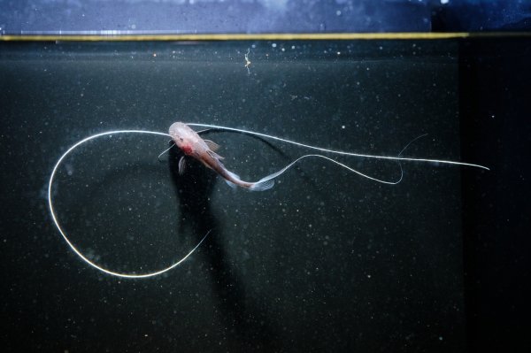 画像2: ピライーバ(5cm±)WILD (2)