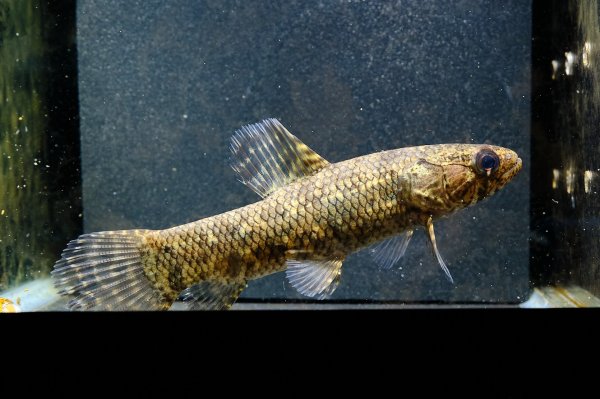 画像5: ブラックタライロン(9cm±)WILD (5)